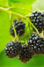 Cascade Trailing Blackberry - Raintree Nursery