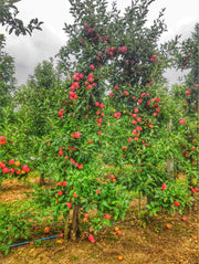 Wolf River Apple - Raintree Nursery