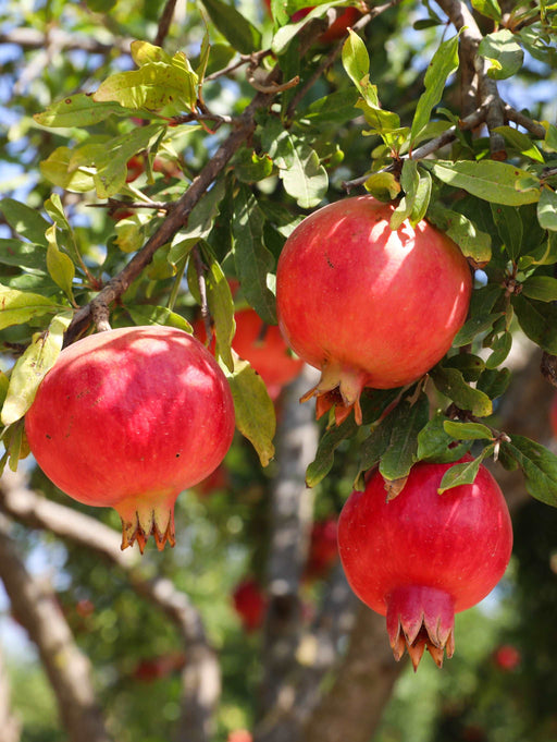 Crimson Sky™ Pomegranate - Raintree Nursery