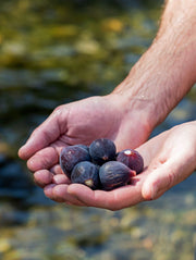Black Mission Fig - Raintree Nursery
