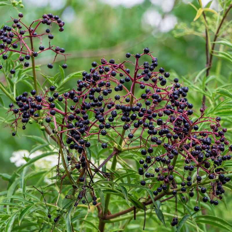 York Elderberry - Raintree Nursery