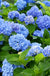 Forever Blue Hydrangea - Raintree Nursery