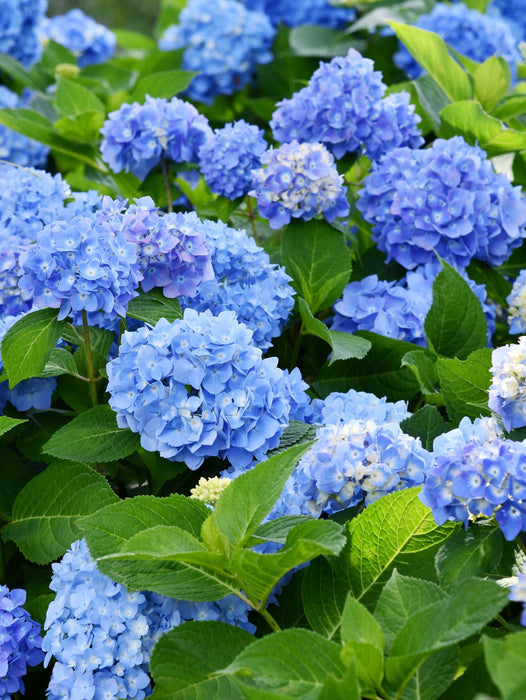 Forever Blue Hydrangea - Raintree Nursery