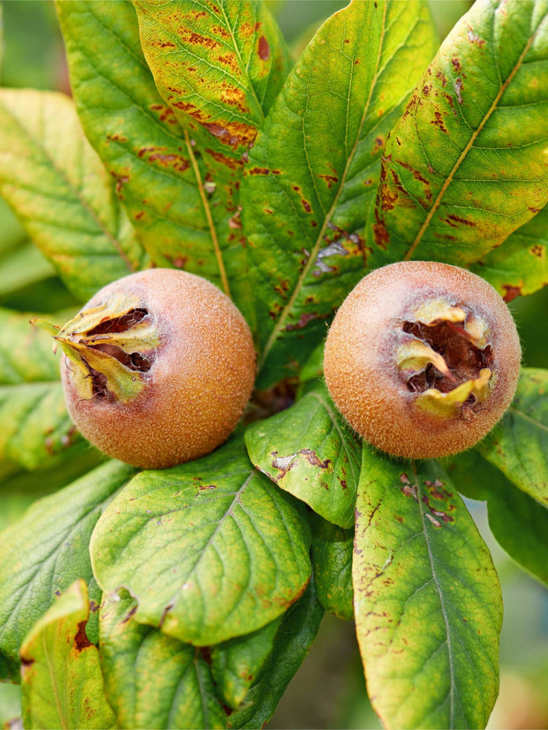 Monstrueuse de Evreinoff Medlar - Raintree Nursery
