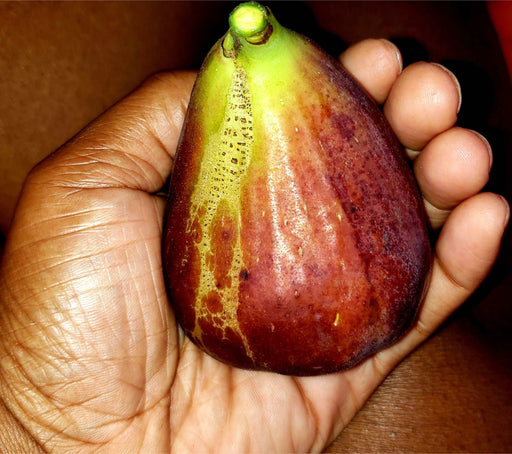 Brown Turkey Fig - Raintree Nursery