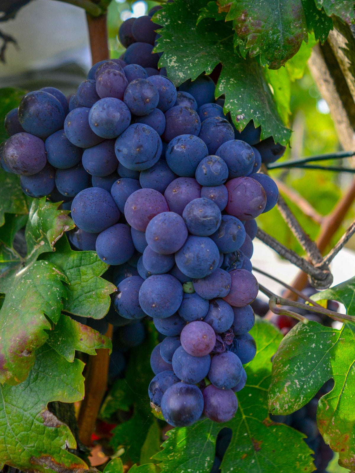 Princess Seedless Grape  Grape Vines From Paradise Nursery