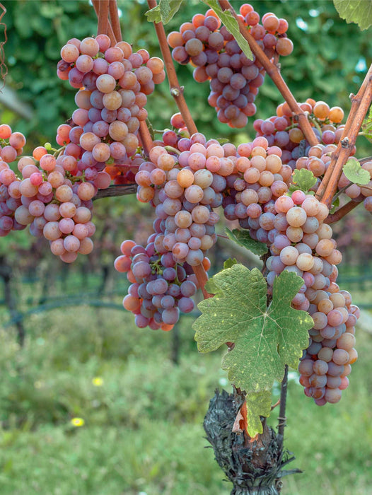 Gewurtztraminer Wine Grape - Raintree Nursery