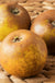 Egremont Russet Apple - Raintree Nursery
