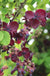 Purple Rose Akebia - Raintree Nursery