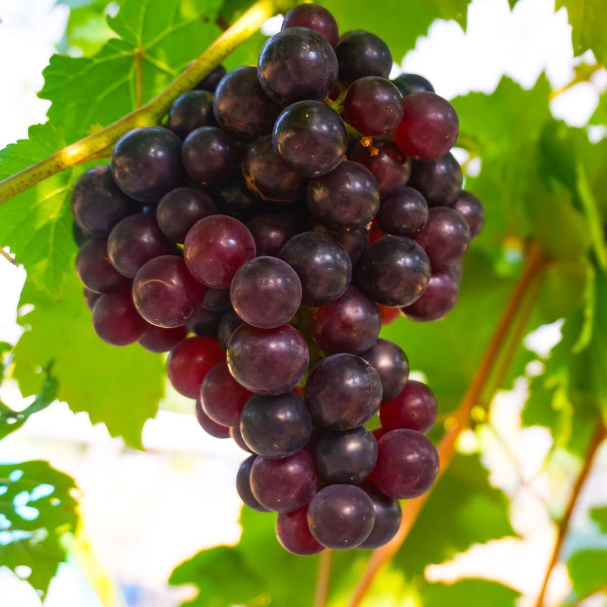 Buy Reliance Red Seedless Grape Vine