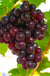 Reliance Grape - Raintree Nursery