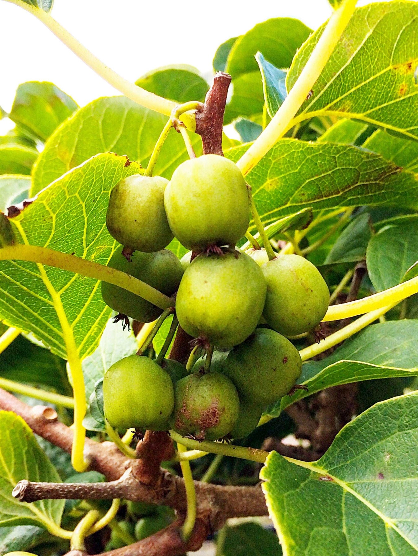 Female Hardy Kiwis