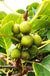 Dumbarton Oaks Hardy Kiwi - Raintree Nursery