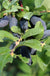 Berry Blue Honeyberry - Raintree Nursery