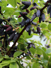 Blue Velvet Honeyberry - Raintree Nursery