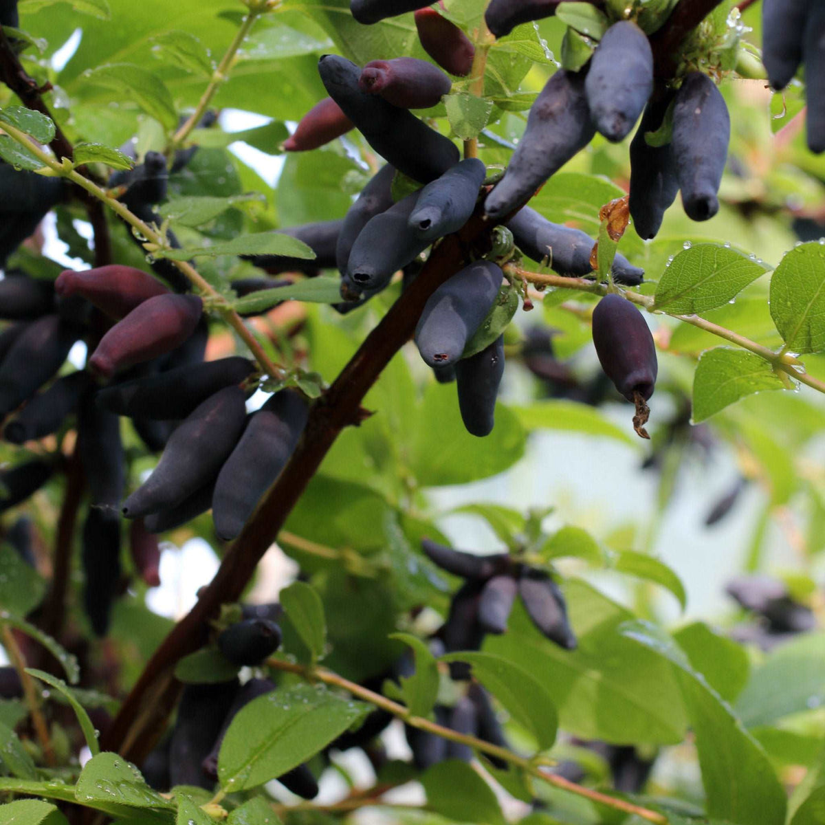 lonicera blue velvet Blue Velvet Honeyberry