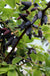Blue Velvet Honeyberry - Raintree Nursery