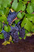Pinot Precoce Grape - Raintree Nursery
