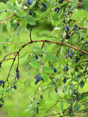 Blue Moon Honeyberry - Raintree Nursery