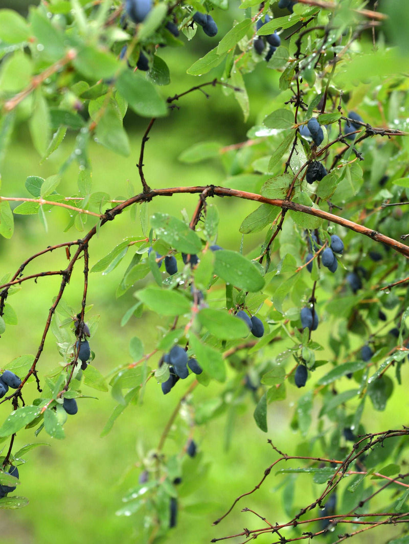 Blue Moon Honeyberry - Raintree Nursery