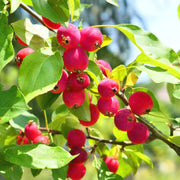 Dolgo Crabapple - Raintree Nursery