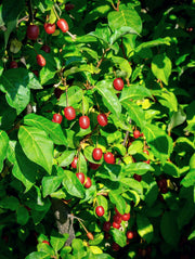 Raintree Select Goumi - Raintree Nursery