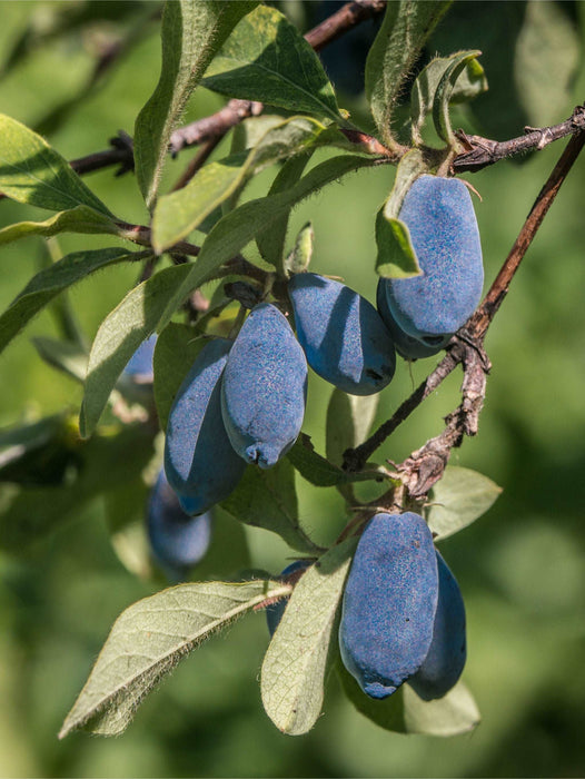 Blue Bird Honeyberry - Raintree Nursery