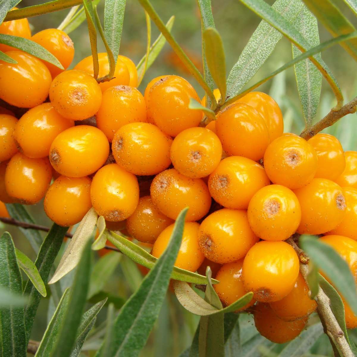 Orange Glow™ Seaberry — Raintree Nursery