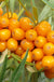 Orange Glow™ Seaberry - Raintree Nursery