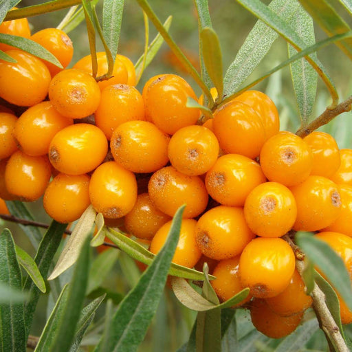 Orange Glow™ Seaberry - Raintree Nursery