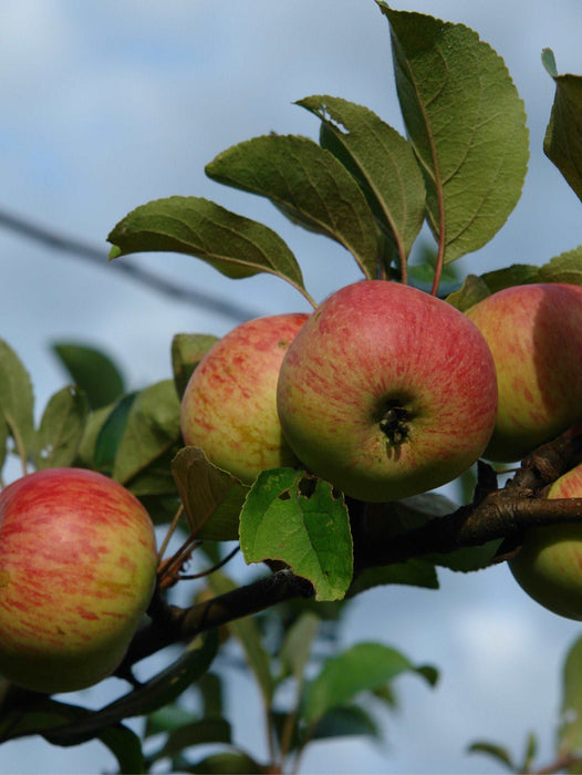 Rubinette Apple - Raintree Nursery