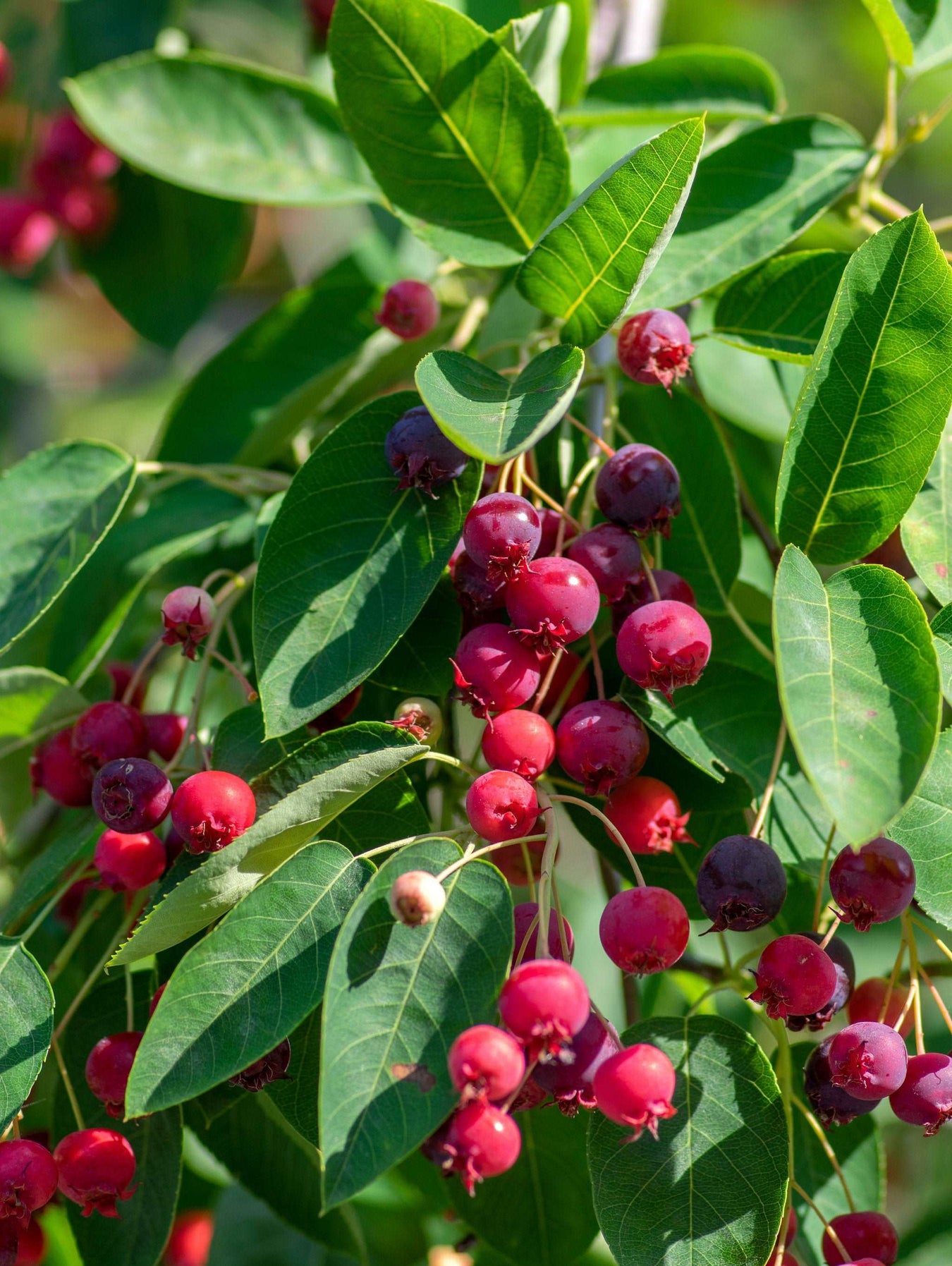 Serviceberry Plants