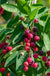 Autumn Brilliance Serviceberry - Raintree Nursery