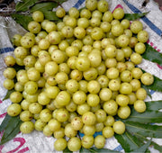 Colossal Gooseberry - Raintree Nursery