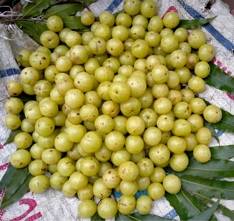 Colossal Gooseberry - Raintree Nursery