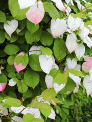 Pasha™ Arctic Beauty Kolomikta Male Kiwi - Raintree Nursery