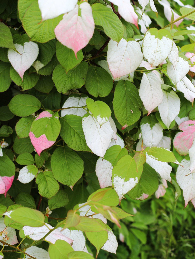 Pasha™ Arctic Beauty Kolomikta Male Kiwi - Raintree Nursery