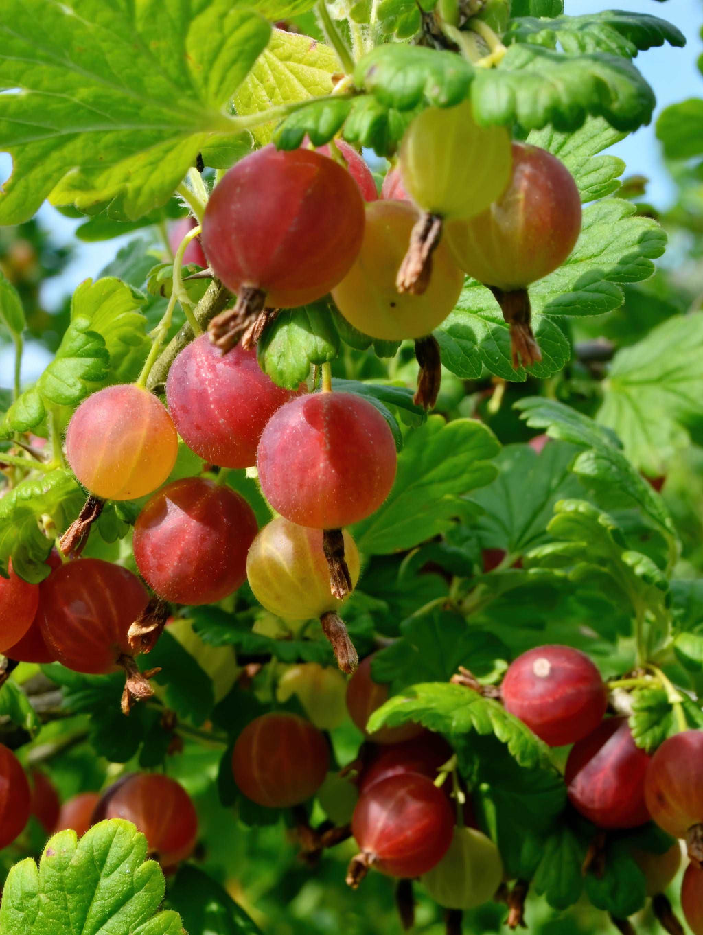 Gooseberry Plants for Sale | Buy Gooseberry Plants — Raintree Nursery