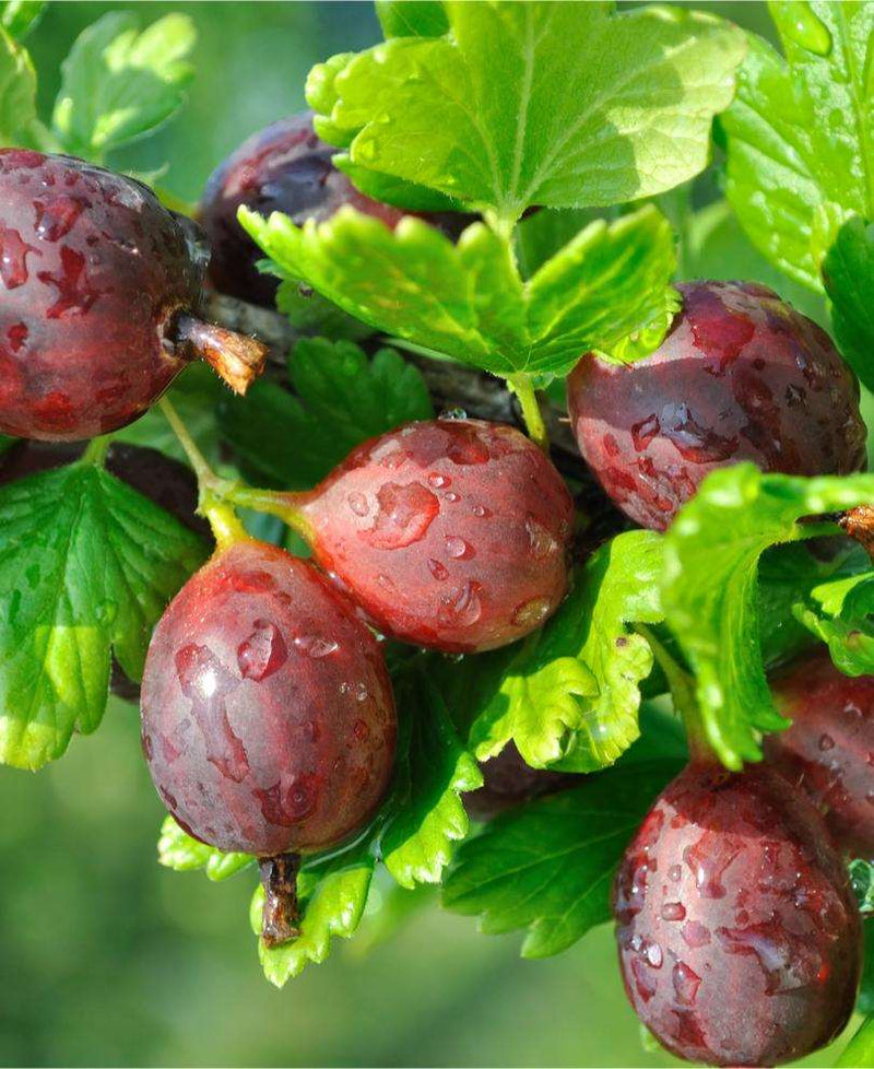 Glenndale Gooseberry - Raintree Nursery