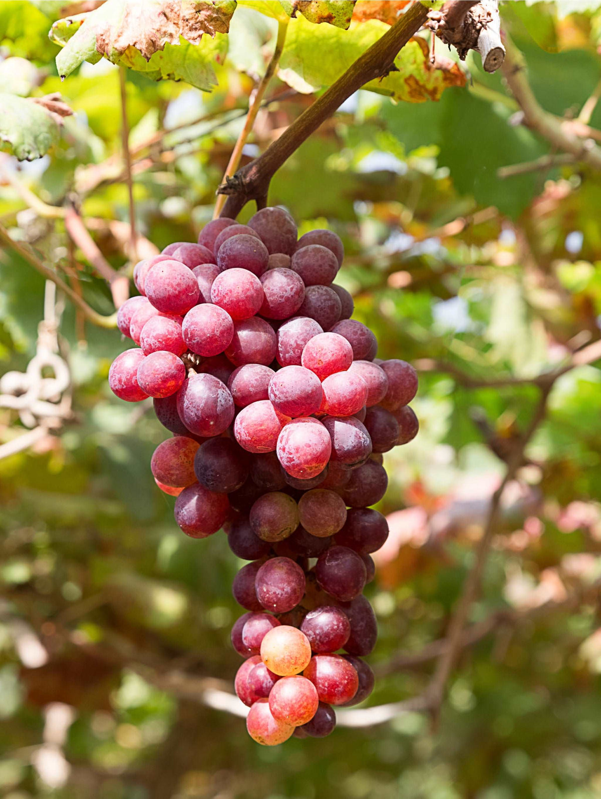 Red Flame Bunch Grape Vine