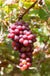 Flame Seedless Grape - Raintree Nursery