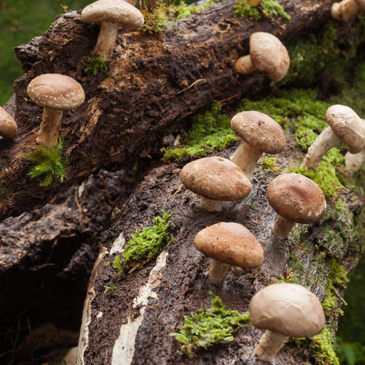 Shiitake Mushroom (100 dowels) - Raintree Nursery