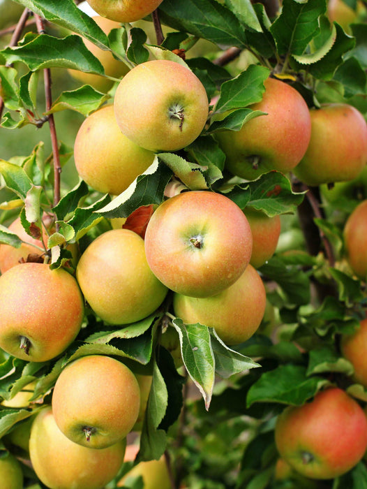 Newtown Pippin Apple - Raintree Nursery