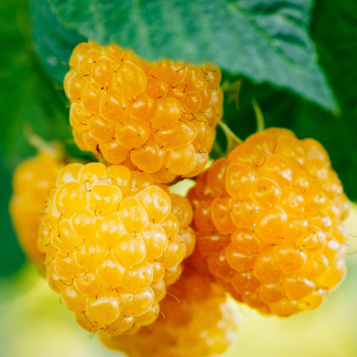 Fall Gold Raspberry - Raintree Nursery
