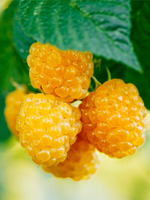 Golden Raspberry Plants | Order Highest Quality Bushes — Raintree Nursery