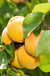 Gold Kist Apricot - Raintree Nursery