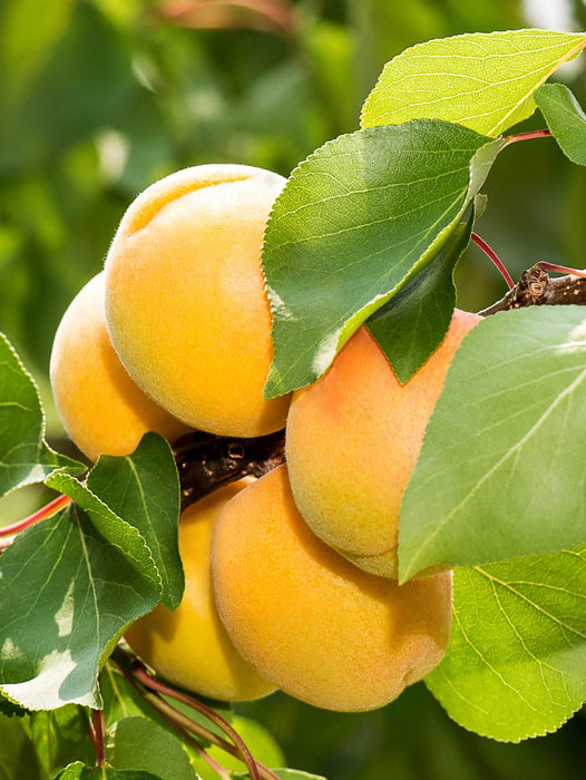 Gold Kist Apricot - Raintree Nursery