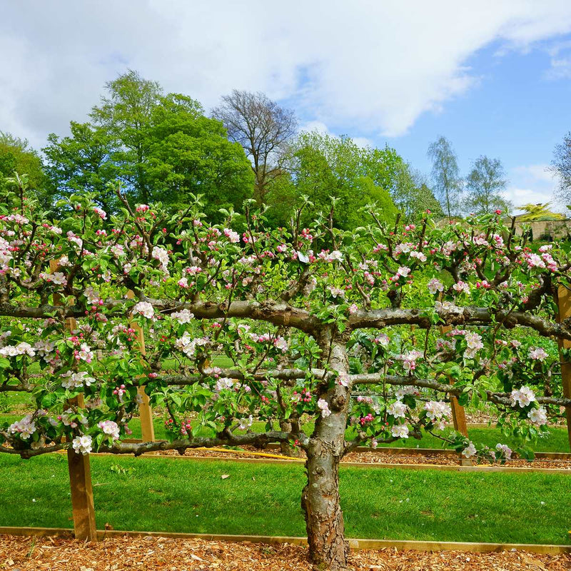 3 Tier Apple Espalier Combo Tree (3 Varieties) - Raintree Nursery