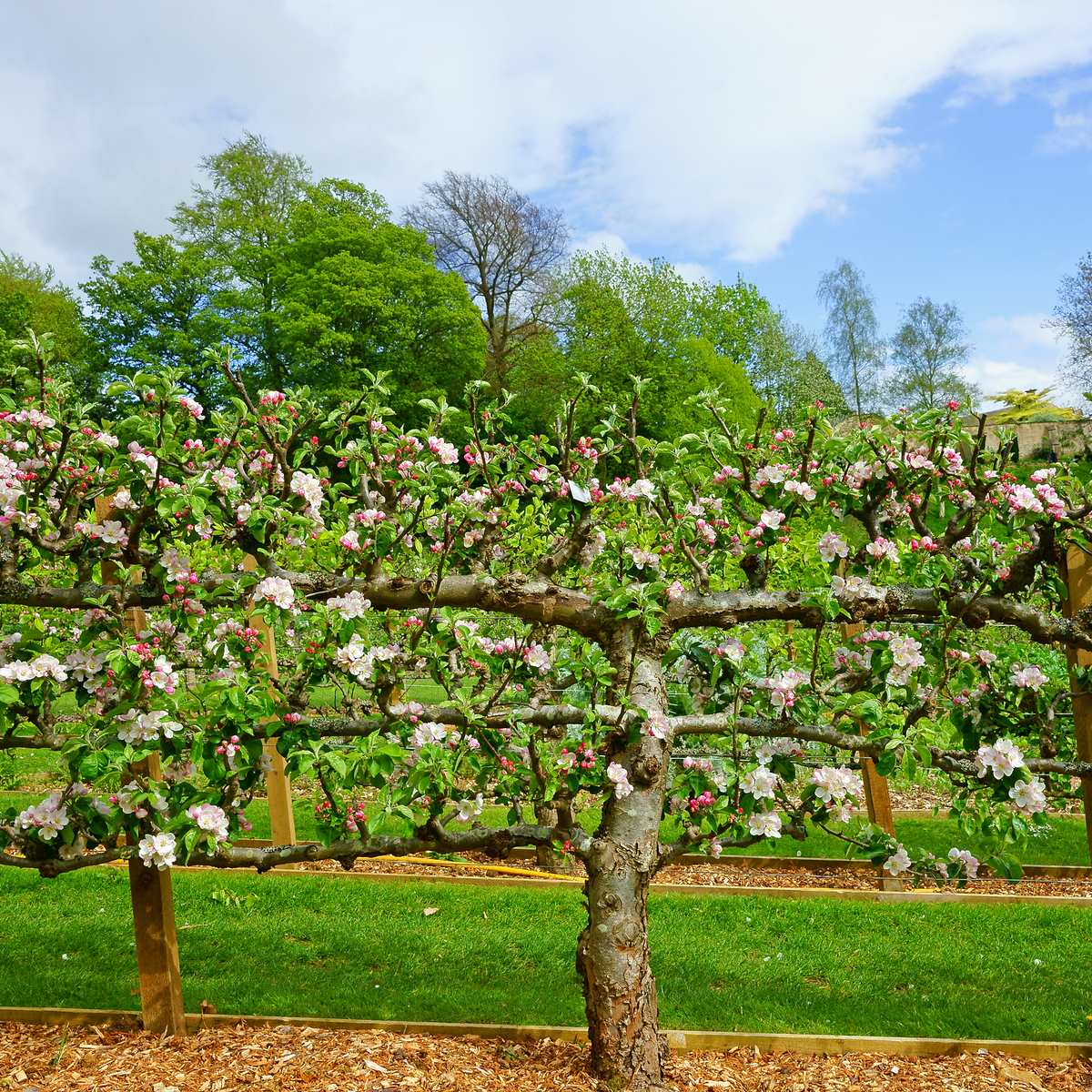 Garden & Grove 3 ft. Honeycrisp Apple Tree with Large Delicioulsy