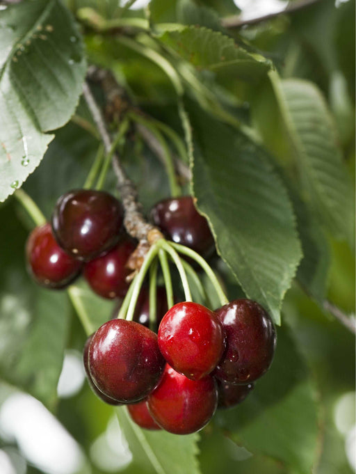 Buy Pie Cherry Trees — Raintree Nursery